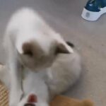 Elf X Siamese kitten for buying