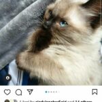 Pedigree Ragdoll Kittens in Manchester