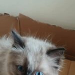 Pedigree Ragdoll kittens in Manchester