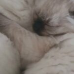 Pedigree Ragdoll Kittens in Manchester