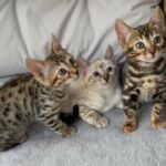 Bengal pure breed kittens