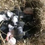 8 lop eared rabbits (6 reserved) Hampshire