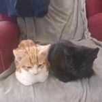 Adorable Ginger and Black kittens for brand new home