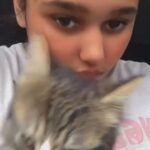 kitten