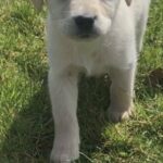 Labrador puppy
