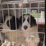 border collie puppies