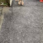 cavapoo girl puppy