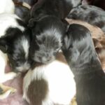 baby cockerpoos