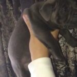 Blue Staffordshire pups 3 left only in Cardiff