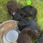beautiful cockerpoos