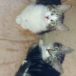 Tabby kittens