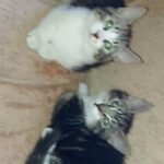 Tabby kittens
