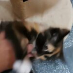 female tortoishell kitten