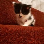 selling male kitten