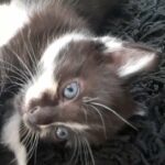 selling male kitten