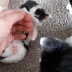 selling male kitten