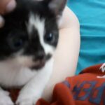 selling kitten