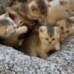 Scottish kittens