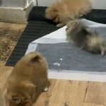 Pomeranian boy pups ?