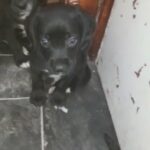 springadors for sale