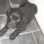 Labradooles pups for sale