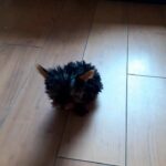 Yorkshire terrier pup for sale