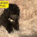 XXXXS Micro Tiny KC Reg Silver Toy Poodle in Lincolnshire