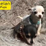 XXXXS Micro Tiny KC Reg Chihuahua Girl Pup