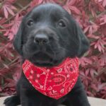 KC registered Silver x golden Labrador puppies
