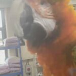 Tame & Talking Harlequin Macaw