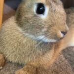 Walnut (Rabbit 3)