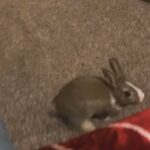 Spike (Rabbit 1)