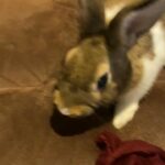 Snow (Rabbit 5)