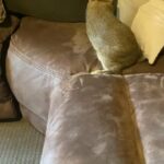 Dodge (Rabbit 4)