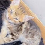 baby kitten