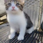 Mixed White &  Tabby Kitten