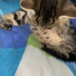 tabby kitten
