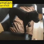 rehoming Staffordshire female