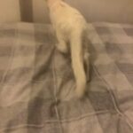 10 weeks old angora kitten female for sale