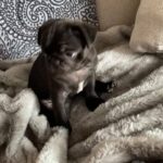 pug puppy girl Kc reg(ready for new home)