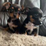 Chorkie x chihuahua puppies