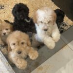 5 Cockapoo puppies for sale