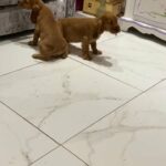 2 red cocker spaniel boys
