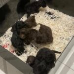 8 Cockapoo puppies
