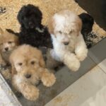5 cockerpoo puppies