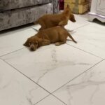 2 Red Cocker spaniel boys