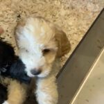 F1 Cockapoo puppies