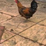 Bantam Rooster