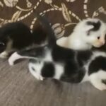 Male kittens for sale