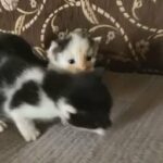 Male Kittens for sale